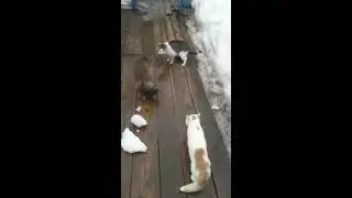 Белый Котик орет,защищая дом!!!№2