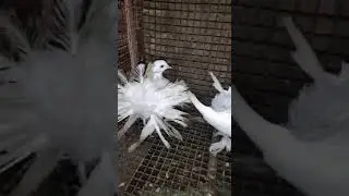 kabootar 🕊️🕊️🕊️🕊️