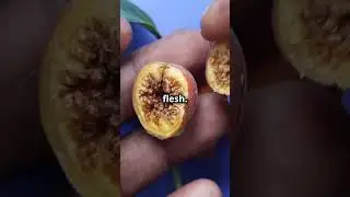 Bananas Are Berries?! 🍌🤯
