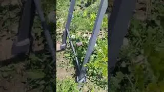 Глицинията на кръговото в Русе!