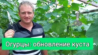 Огурцы: обновление куста