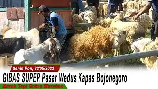 Gibas Super, JantaN Murah Meriah Tapi Bukan Murahan Pasar Kambing Kapas Bojonegoro