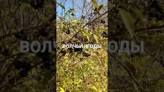 Про волчьи ягоды