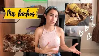 Te enseño mis bichos ♡ (gecko leopardo, tarántulas y más)