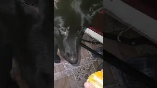 Апельсин