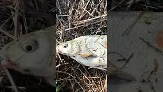 За воблой 