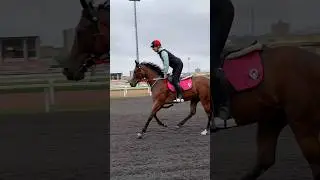 Трудовые будни в скаковом отделении 🏇 #horse #love#скаковые#скачки#лошади