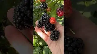 Ежевика Тройная корона Вацап +79035830612