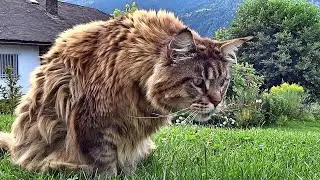 Maine Coon cat Willy. Cat's life, episodes.