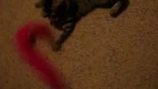 my kitten is a cha cha dancing pro