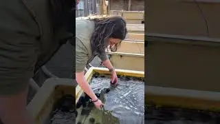 A day in the life of an aquarium technician