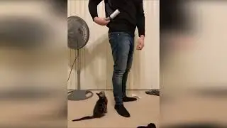 funny cats in trouble