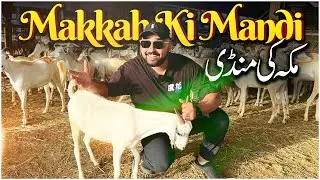 Bakra Mandi In Makkah | Bakraeid 2023 | Hajj 2023 🕋
