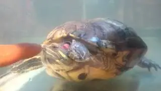 Черепаха и палец