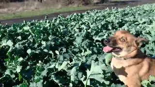 Собака играет