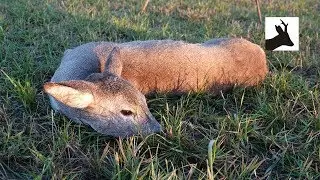 Roe deer hunt - Polowanie na kozy - 4k