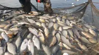 katta sazan va oq baliqlar @baliqchilik #baliqovi #fishing #baliq #carpfish #baliqovu #fish #carp