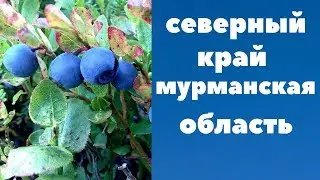 Северный  край  Мурманская  область