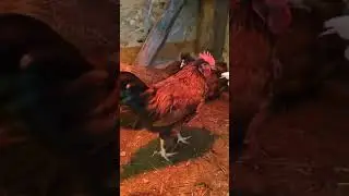 Помесные молодые петушки учатся петь.