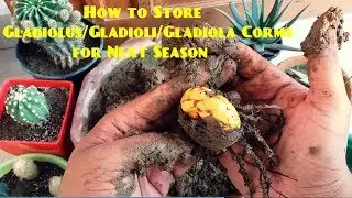 How to Store Gladiolus/Gladioli/Gladiola for Next Season