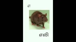 Learn tamil alphabets |உயிர் எழுத்துக்கள் அ,ஆ,இ, ஈ |Tamil letters |vowels |தமிழ் எழுத்துக்கள்