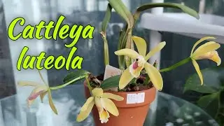 Cattleya luteola первое домашнее цветение.