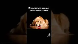 Ит туралы малымет