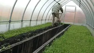 Культевирую теплицу с горчицей.