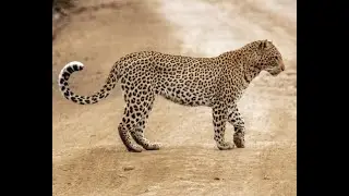 ASTONISHING!! Leopard Devours a MASSIVE Elephant