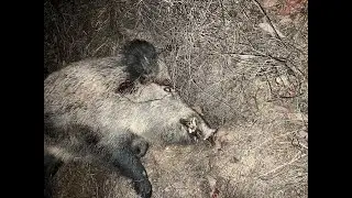 Big hog in vineyard