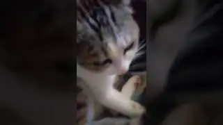 кошка