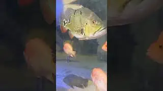 I went Sea Quest in Las Vegas!