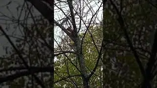Белка делает вид, что её не видно))).