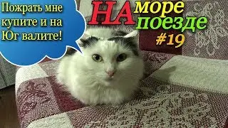 На море на поезде / Подготовка к отъезду / Продукты для кошки