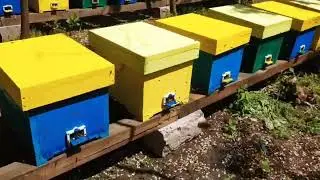 Відео відгук від покупця наших 120 бджолопакетів