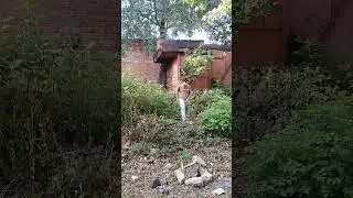 в мире животных: елецкая засеря