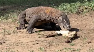 Adult Komodo Swallow The Young Goat