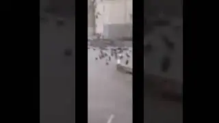 Проехал по стае голубей. Сысерть.