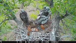 Saker nestlings in the nest with artificial prey provisioning