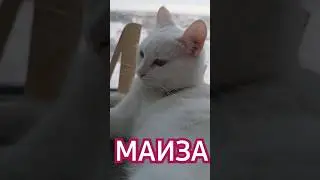 Маиза,белая кошка с разными глазами 