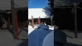 Гусиная драка // Приколы в деревне//Тик Ток 