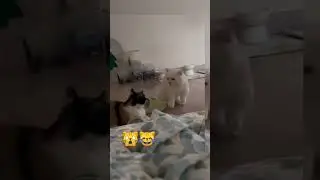 Страшнее кошки зверя нет, это точно 😂 #котики #котывоители #коты