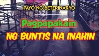 Wastong Paraan ng Pagpapakain sa Buntis na Inahing Baboy (Explained)