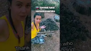 1000 pine cones for 1000 subscribers 🙏 #shorts #slovenia