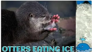 These OTTERS are in Love with Ice, they are literally munching on it ..😍