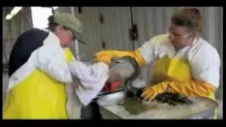 Oil Spill Rescue - Deepwater Horizon