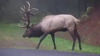 Backyard Elk