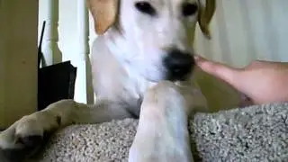 cute dog!