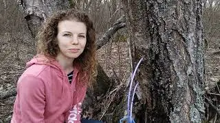 Собираем берёзовый сок. Делаем квас.