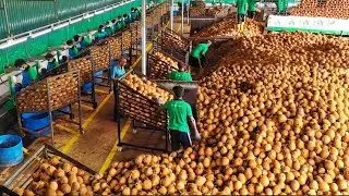 The Astonishing Coconut Production Process and its Versatile Byproducts - Coconut Fiber Products